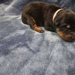 Lilac - Black and rust female Beauceron puppy in Batavia, New York from Oakland Beaucerons