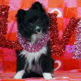 Toy Shetland Sheepdog puppies from Mountain High Kennels