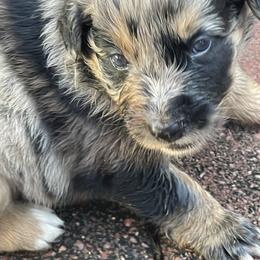 Merley - Blue merle female Australian Shepherd puppy in Hopewell, Virginia from Sarah Estes