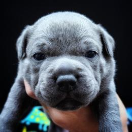 Curling - Blue male Staffordshire Bull Terrier puppy in Dallas, Texas from Wild Blue Staffords