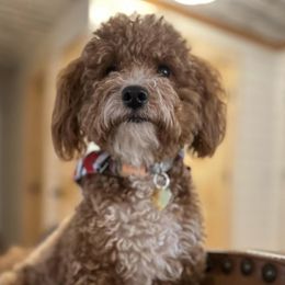 Goldendoodles and Poodles from Blue Creek Poodles and Doodles