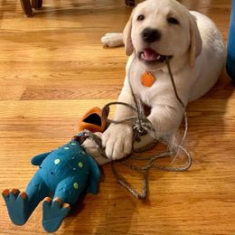 Labrador Retriever Puppies from Jewell Labradors