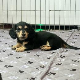 Munchkin - Black and cream female Dachshund puppy in Salinas, California from Maverick Kennels