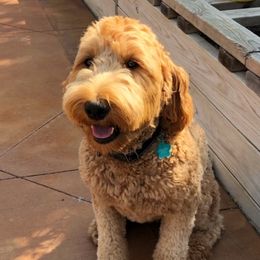 Nola - Goldendoodle