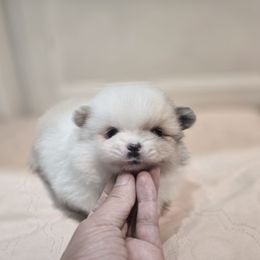 Artemis - Cream parti female Pomeranian puppy in Placer County, California from Lilmonster Pomeranians