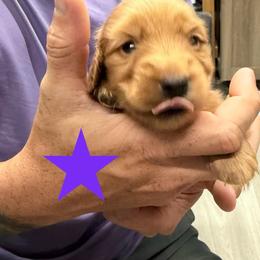 Molly - Red female Dachshund puppy in St Johns, Arizona from Glamorous Doxies