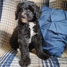 Peaches - Black female Sheepadoodle puppy in Bellevue, Iowa from Fluffy Wonders Poms and Doodles