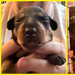 Dorothy - Black and tan female Manchester Terrier puppy in Lyman, Mississippi from Raintree Manchester Terriers