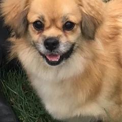 Tibetan Spaniels and Wirehaired Pointing Griffons from Timoria Kennels
