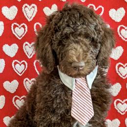 Boy 4 - Brown Poodle puppy in Lake City, Florida from 224 Doodles and Poodles