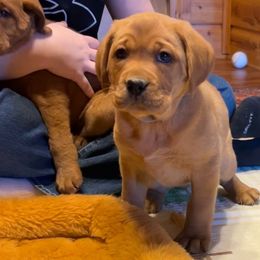Girl 3 - Yellow Labrador Retriever puppy in Monticello, Arkansas from Wings N Whistles