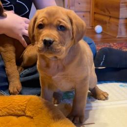 Girl 3 - Yellow Labrador Retriever puppy in Monticello, Arkansas from Wings N Whistles