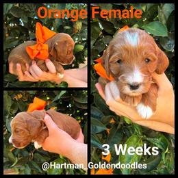Orange - Red  female Goldendoodle puppy in Upland, California from Hartman Goldendoodles