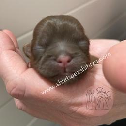 Shih Tzu Puppies from Shurbeez Shih Tzu