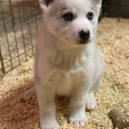Siberian Husky Puppies from Marsh Creek Huskies