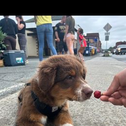 Australian Shepherd Puppies from Quiet Cove Kennels