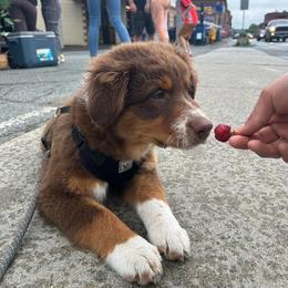 Australian Shepherd Puppies from Quiet Cove Kennels