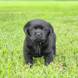 Boy 1-Silver - Black male Labrador Retriever puppy in Saunemin, Illinois from Shooting Star Labs