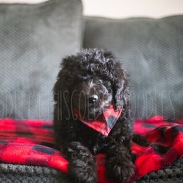 Goldendoodle Puppies from Doodle Me This Goldendoodles