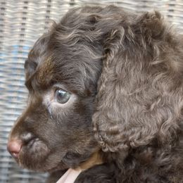 Pink collar - Phantom female Poodle puppy in Huntsville, Alabama from Flint River Poodles