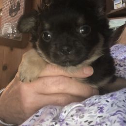 Ron Weasley - Black and tan male Chihuahua puppy in Amelia, Virginia from Pannell’s Precious Pups