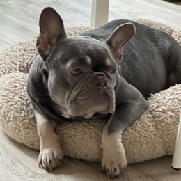 Chivis - French Bulldog