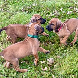 Miss Personality - Rd whtn blk nose female Rhodesian Ridgeback puppy in Oakville, Washington from ApacheRidge Ranch