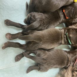 Australian Labradoodle Puppies from Salona Australian Labradoodles