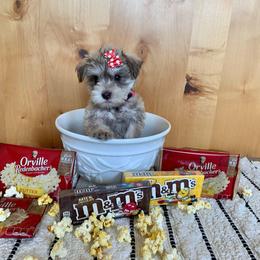 Miniature Schnauzer Puppies from Schnauzers on Robinson Lane