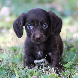 Dachshund Puppies from Tygart Creek Dachshunds