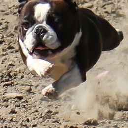 Boston Terriers from HiFly'n Bostons