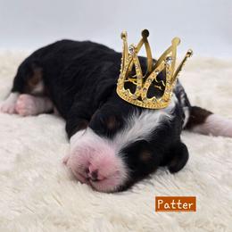 Patter - Tri-color male Bernedoodle puppy in Neillsville, Wisconsin from Granton Creek