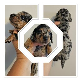 Boy 1 - Dapple male Dachshund puppy in Quemado, New Mexico from TNT Dachshunds