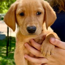 Anthony - Yellow male Labrador Retriever puppy in Great Falls, Montana from Yogo Point Kennels