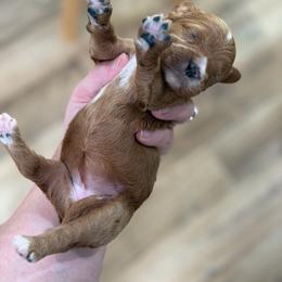 Daisy - Red female Cavapoo puppy in Colcord, Oklahoma from Copper Lane Aussies, Doodles & Cavapoos