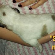 Anatolian Pyrenees Puppies from Alisha's Anatolian Pyrenees