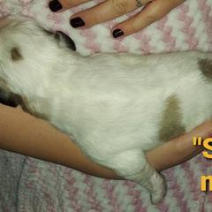 Anatolian Pyrenees Puppies from Alisha's Anatolian Pyrenees