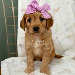 Purple collar BO PEEP - Apricot female Goldendoodle puppy in Salem, Utah from Aspen Doodles Utah