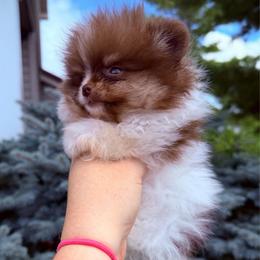 Tiny Boss - Chocolate parti male Pomeranian puppy in Waterloo, Indiana from Garcias Pomeranian