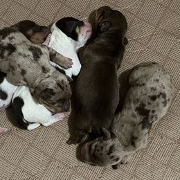 Dachshund Puppies from Victoria’s Dachshunds