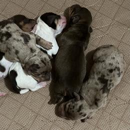 Dachshund Puppies from Victoria’s Dachshunds