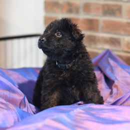 Cash - Black German Shepherd puppy in Columbus, Indiana from Stony Lonesome GSD