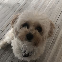 Maz - Maltipoo