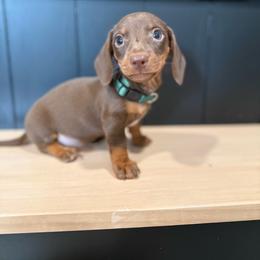Hershey - Chocolate and tan male Dachshund puppy in Bradenton, Florida from Winsor Family Dachshunds