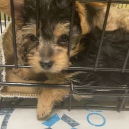 Maltipoo, Poodle, Yorkipoo, and Yorkshire Terrier Puppies from Boujie Pups