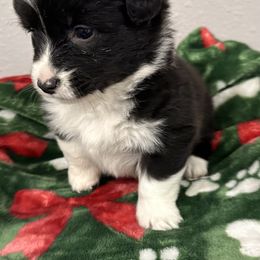 Amber - Black and white female American Corgi puppy in Hico, Texas from Chisholm Trail Kennels