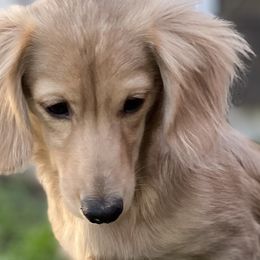 Dachshunds from Diamond K Miniature Dachshunds