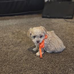 Girl 3 - Cream female Double Doodle puppy in Junction, Utah from Sugar Doodles