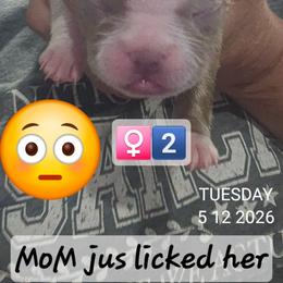 Girl 2 - Blue female Boston Terrier puppy in Versailles, Indiana from Benhams Bostons