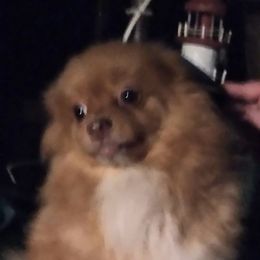 Pomeranian All Grown Up from Sparta Poms